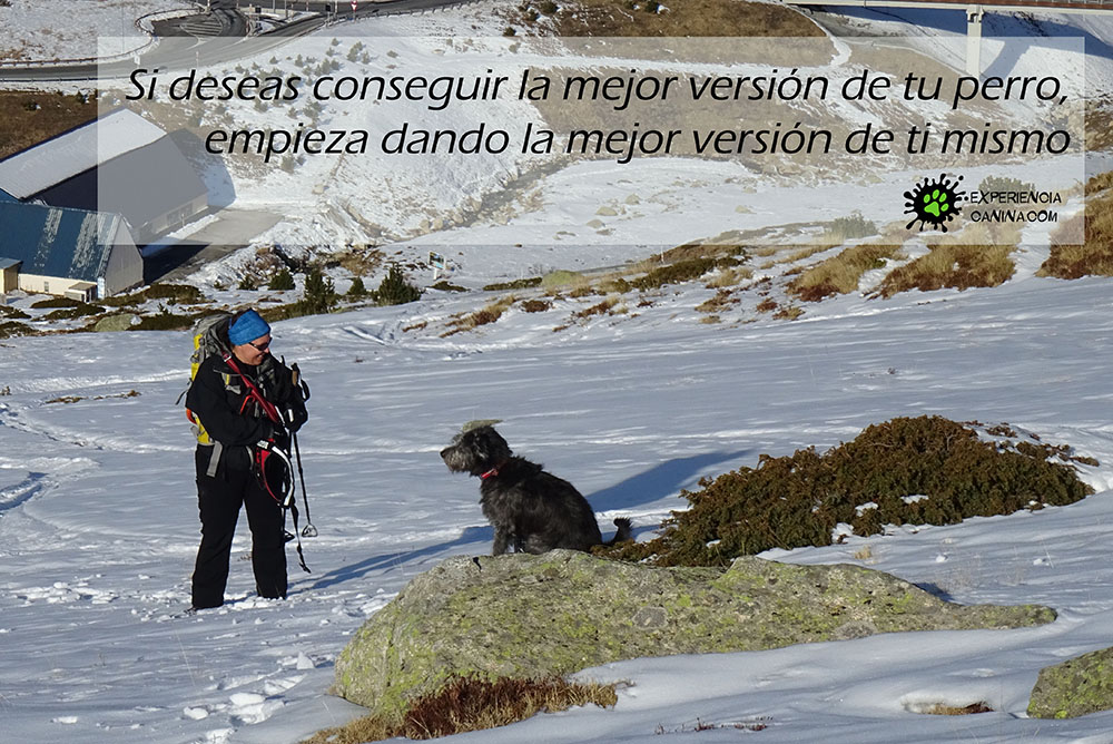 Educación canina y adiestramiento en Olocau (Valencia)