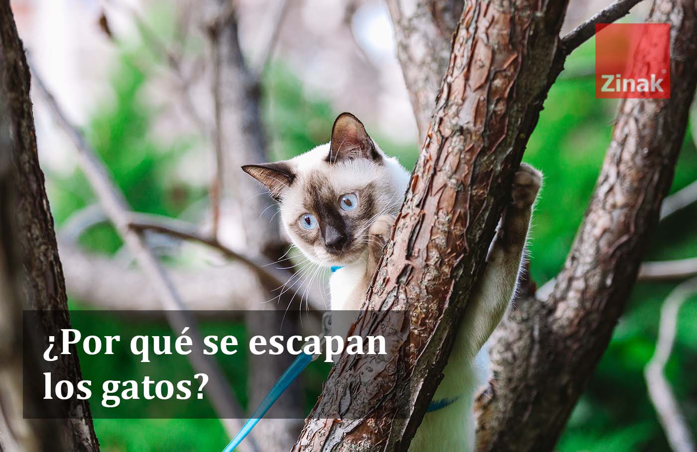 ¿Por qué se escapan los gatos? Prevención